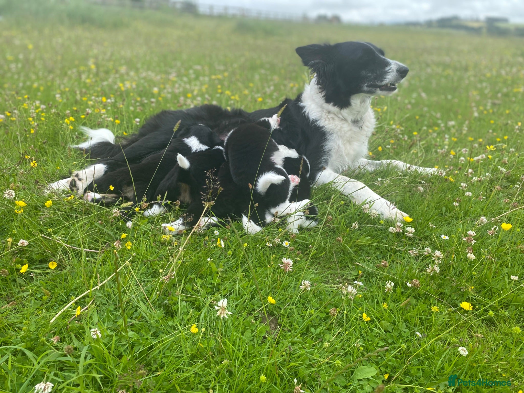 Border Collie dogs Border Collies Puppies - Advert 3