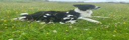 Border Collie dogs for sale: Border Collies Puppies in Lauder - Advert 1