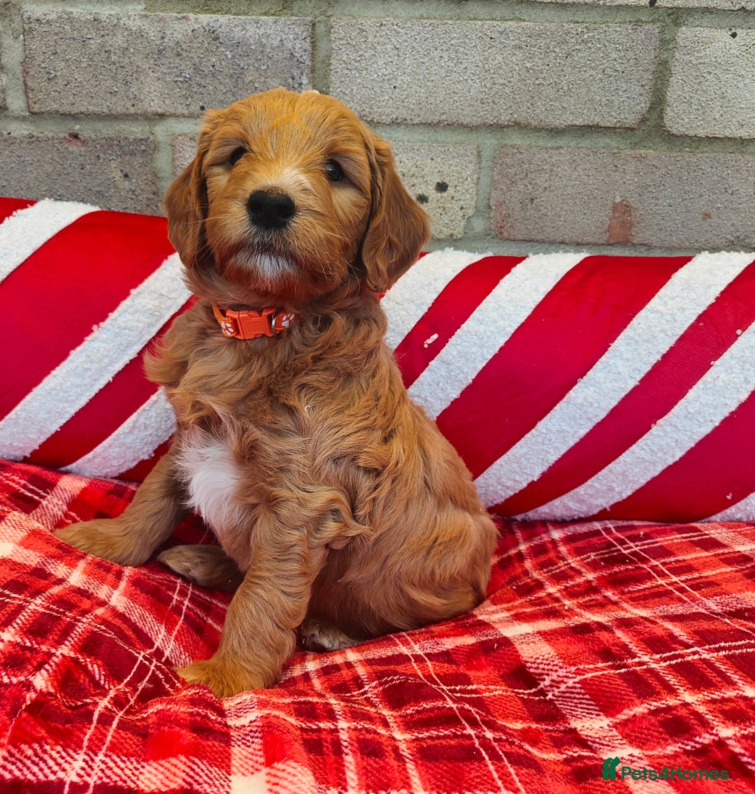 Mini Goldendoodle dogs for sale: *REDUCED* Adorable Red & Apricot Goldendoodles - Advert 1
