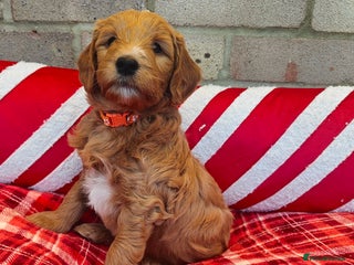 Mini Goldendoodle dogs Adorable Red & Apricot Goldendoodle Puppys - Advert 1