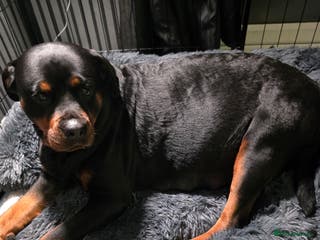 Rottweiler dogs Chunky Rottweiler puppies for sale - Advert 1