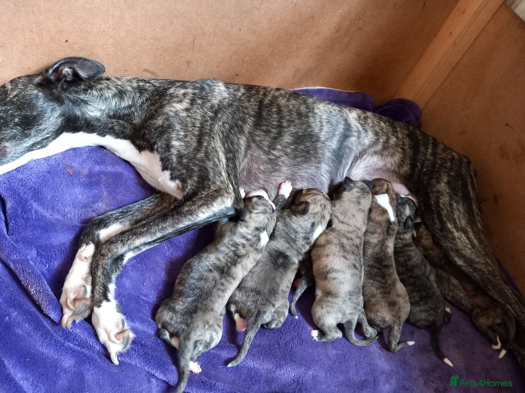 Whippet dogs for sale: Top Class Whippet Puppies bred from Champions - Image 28