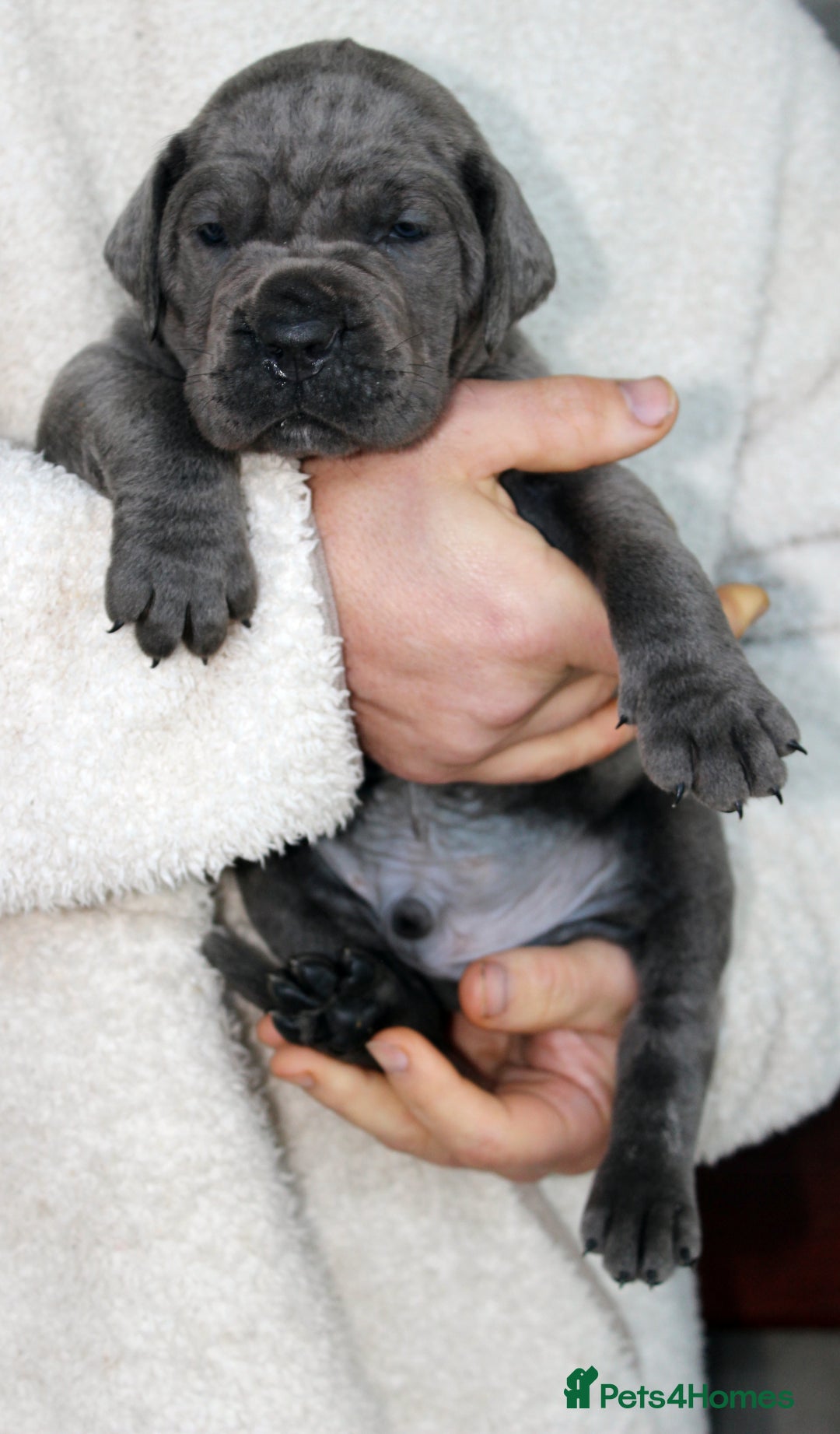 Cane Corso dogs for sale: Cane Corso Puppies from Exceptional Bloodlines, - Advert 38