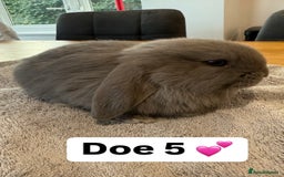French Lop rabbits for sale: Stunning pure bred French lops  - Image 11