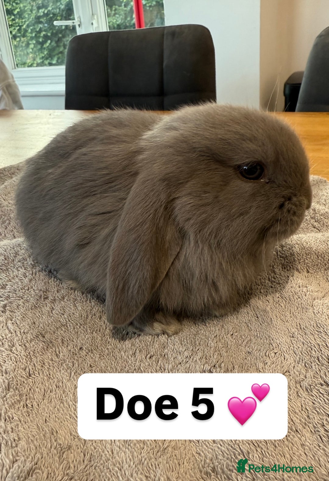 French Lop rabbits for sale: Stunning pure bred French lops  - Image 11