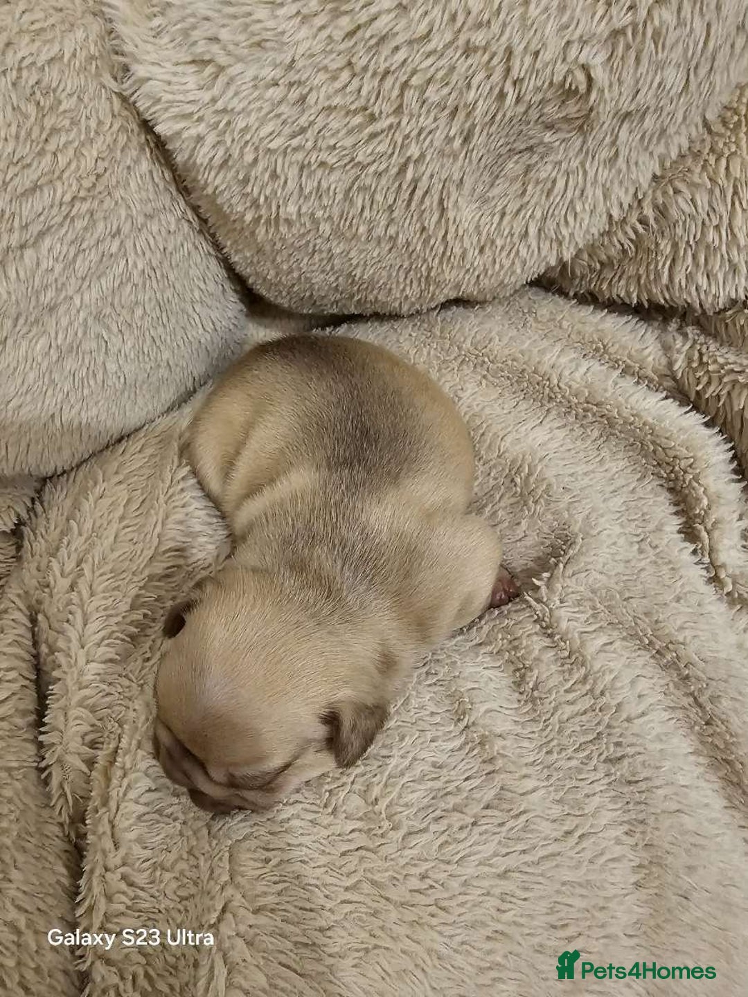 French Bulldog dogs for sale: French bulldog puppys for sale  - Advert 25