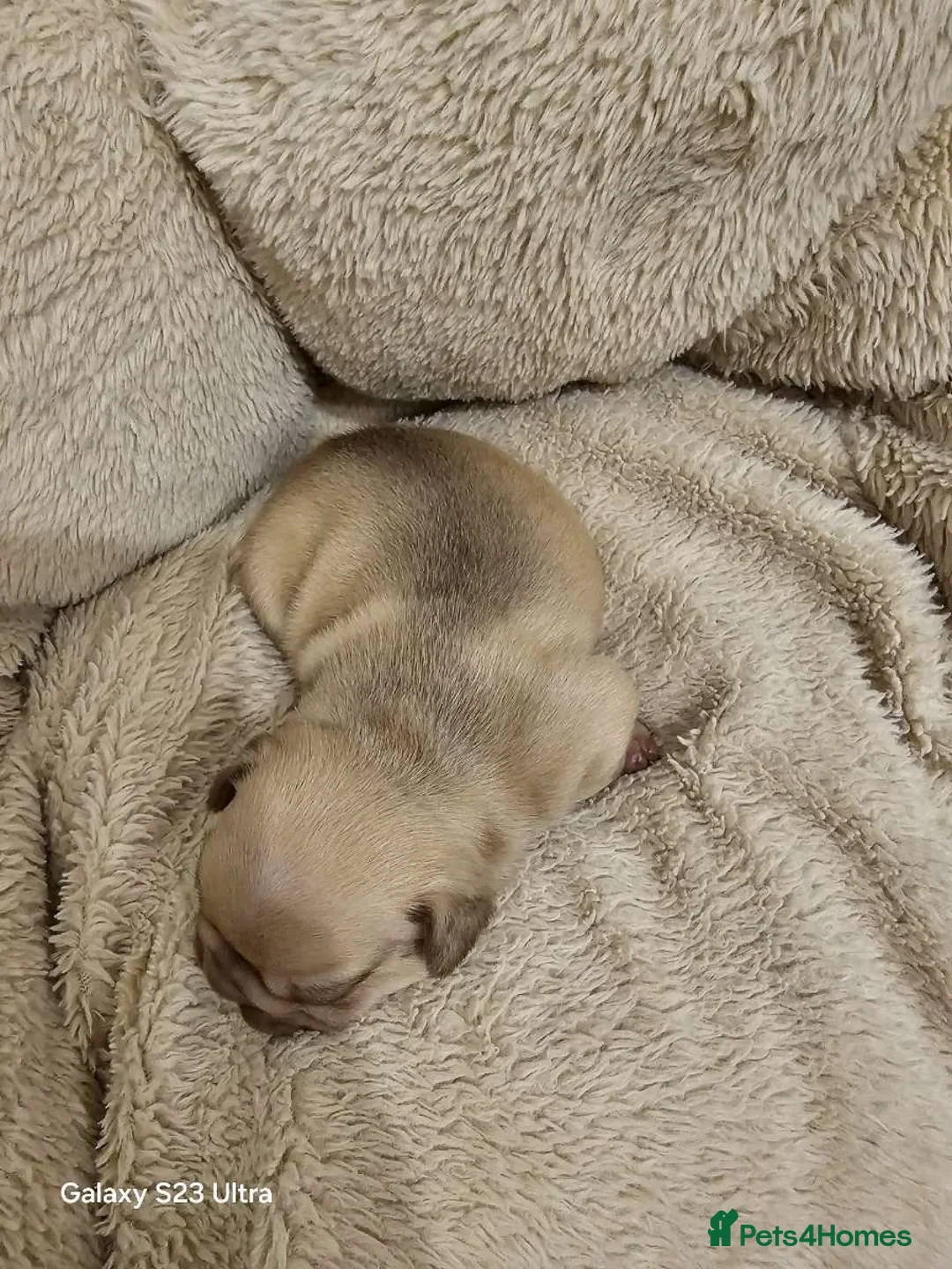 French Bulldog dogs for sale: French bulldog puppys for sale  - Advert 25