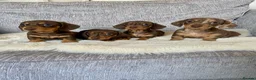 Miniature Dachshund dogs for sale: KC Miniature Dachshund 2 girls & 2 boys - Advert 7