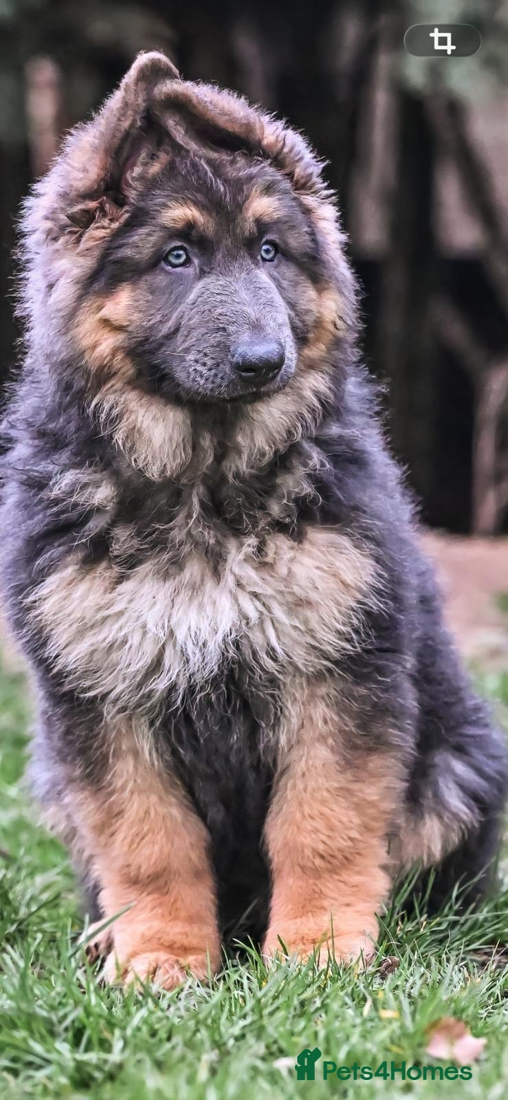 German Shepherd dogs Exceptional litter of KCreg German shepherds - Advert 14