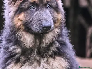 German Shepherd dogs Exceptional litter of KCreg German shepherds - Advert 14