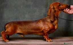 Miniature Dachshund dogs for adoption: Archie: The Puppy Who Survived a Breeder’s Hell - Image 6