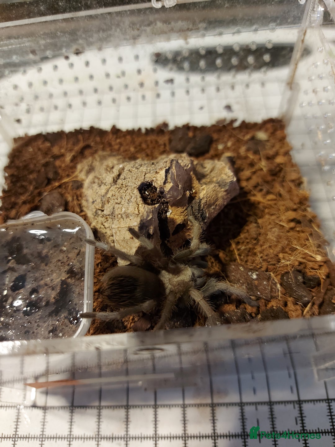 Tarantulas invertebrates for sale: Rehoming Collection of 17 Tarantulas, 1 Scorpion - Image 3