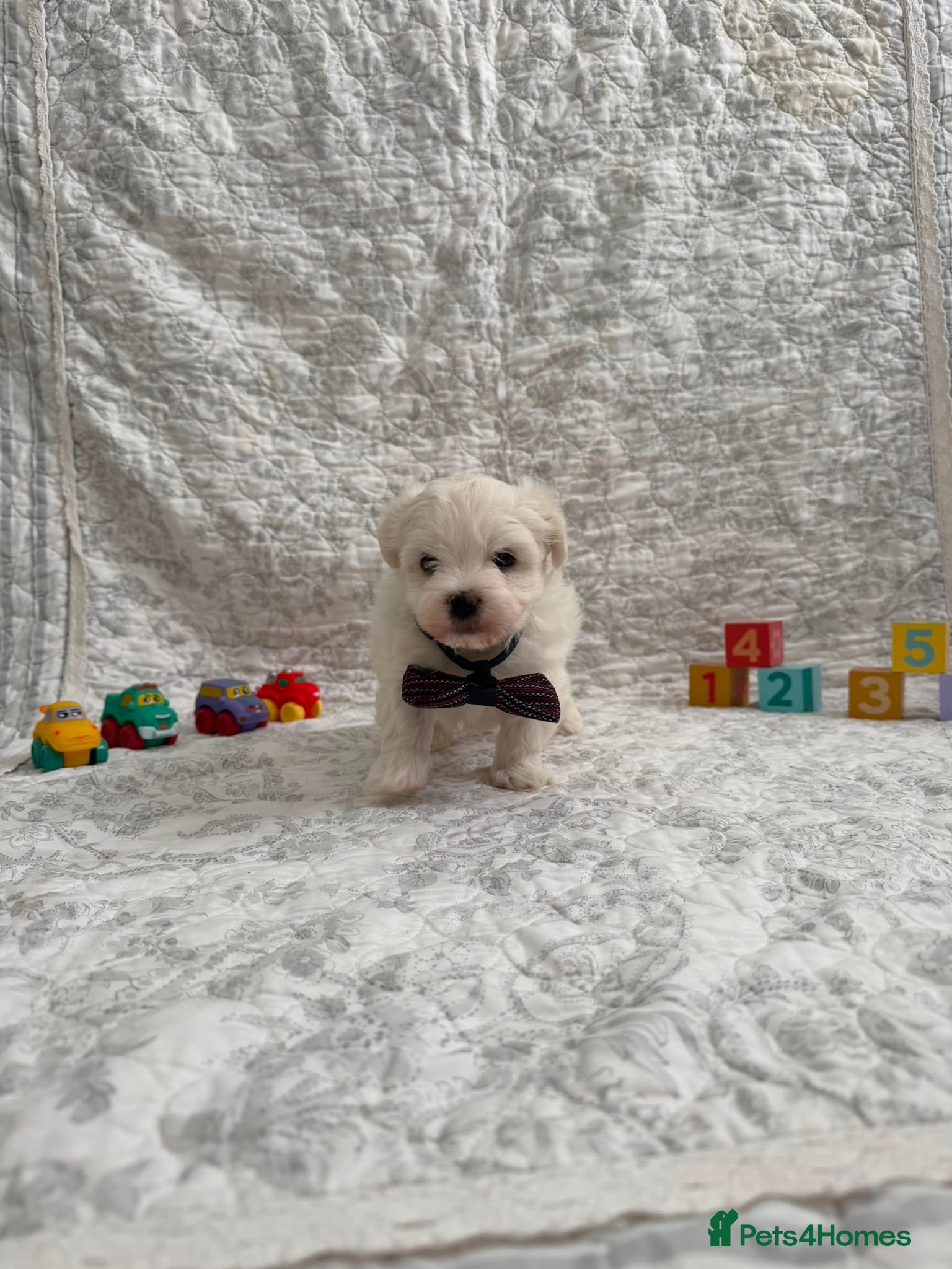 Maltese dogs 🤩 2 stunning Maltese 🤩 - Advert 11
