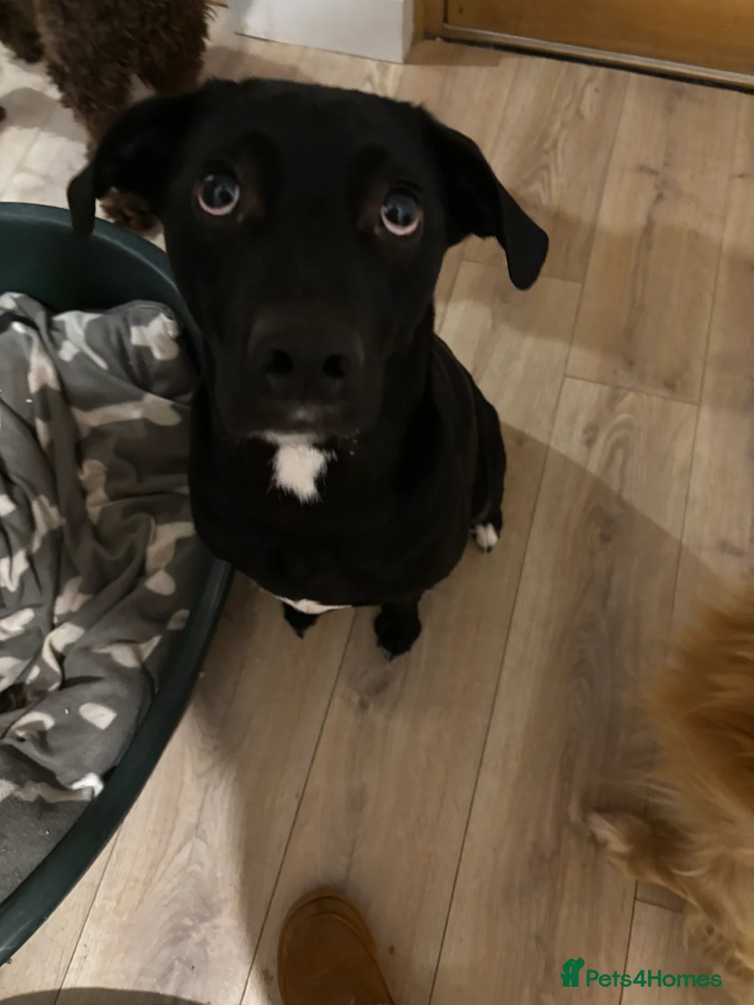 Goldador dogs for sale: Goldador puppies with a dash of dalmation  - Advert 21