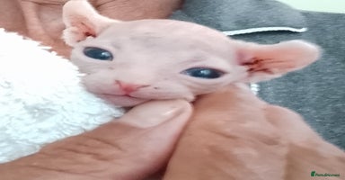 Sphynx cats - Advert 6