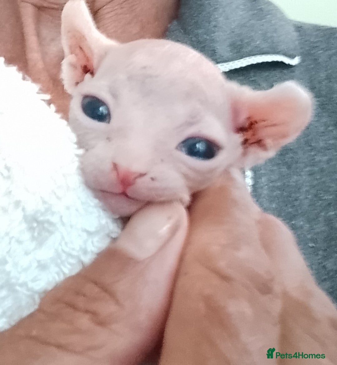 Sphynx cats for sale: Purebred Sphinx available.  - Image 2