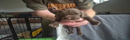 Cocker Spaniel dogs for sale: Cocker spaniel puppies  in Basingstoke - Advert 18