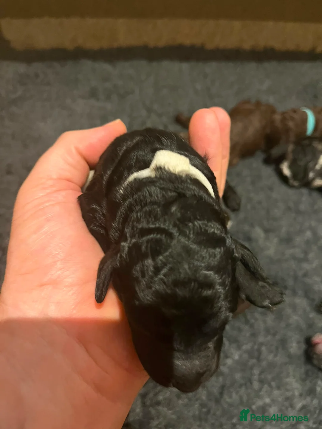 Labradoodle dogs for sale: Labradoodle puppies LAST 1 remaining! - Advert 38