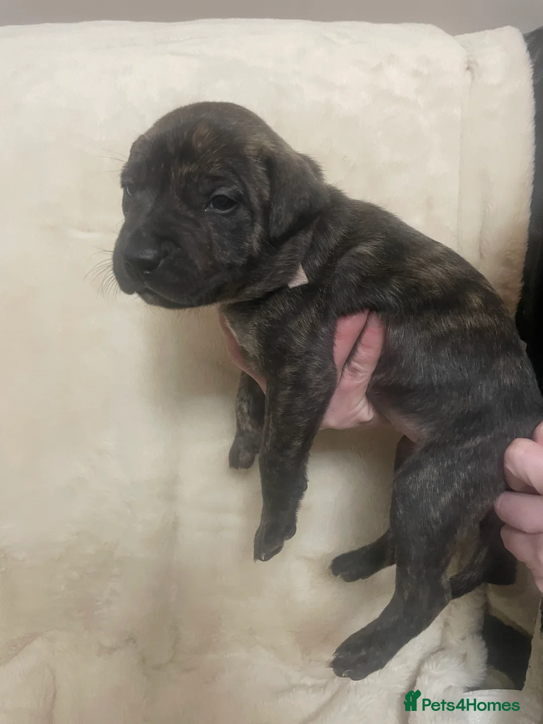 Mixed Breed dogs for sale: Beautiful Staffy x Collie Pups, 4 male 5 girls - Advert 14