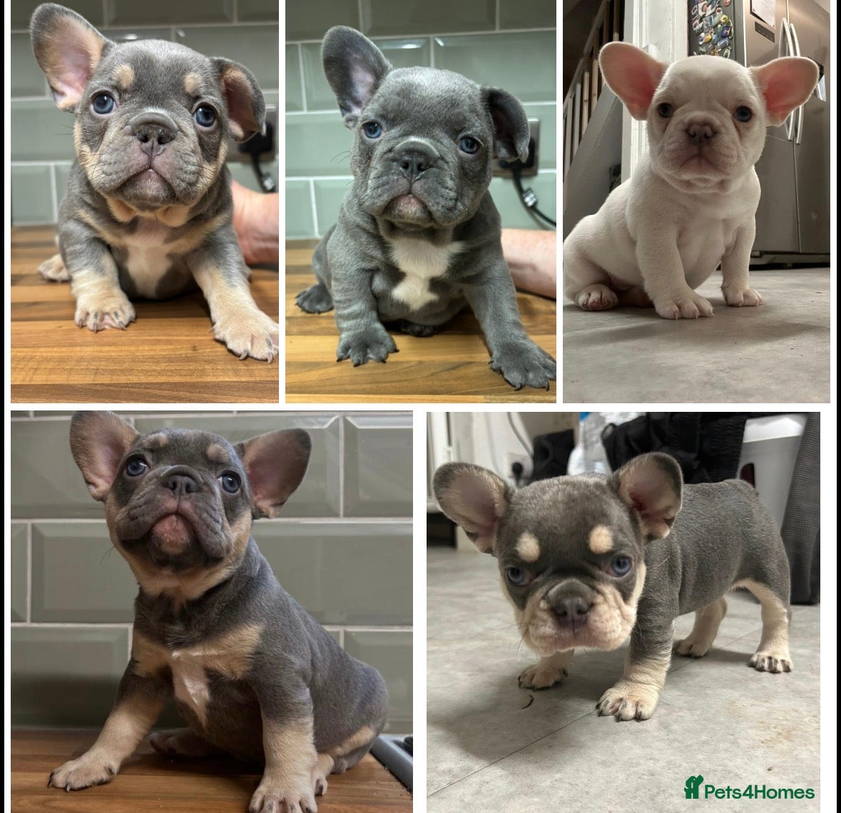 French Bulldog dogs French bulldogs  - Advert 17