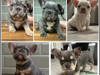 French Bulldog dogs French bulldogs - Advert 17