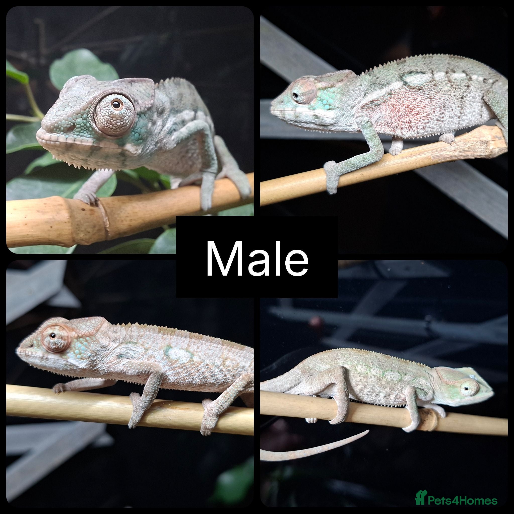 Chameleon reptiles Male and Female baby Ambilobe Panther Chameleons  - Advert 2