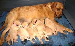 Labrador Retriever dogs for sale: Red Fox Labs : Health Checked-KC Reg-FTCH Pedigree - Image 10