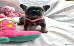 French Bulldog dogs for sale: French bulldog puppies - Image 3