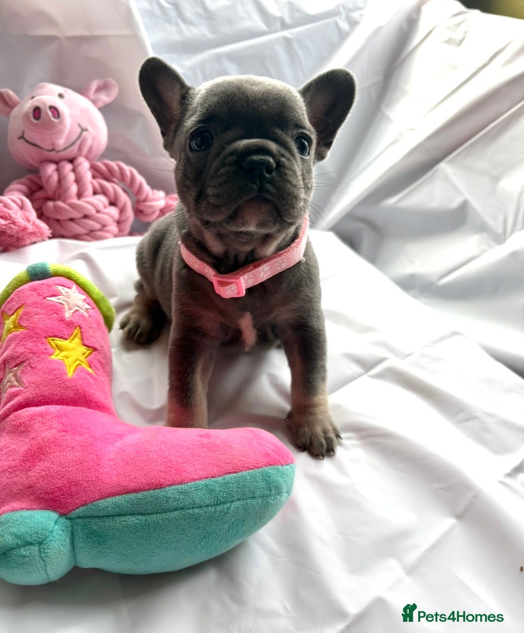 French Bulldog dogs for sale: French bulldog puppies - Image 3