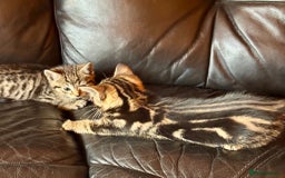 British Shorthair cats for sale: 5 adorable kittens  - Image 13