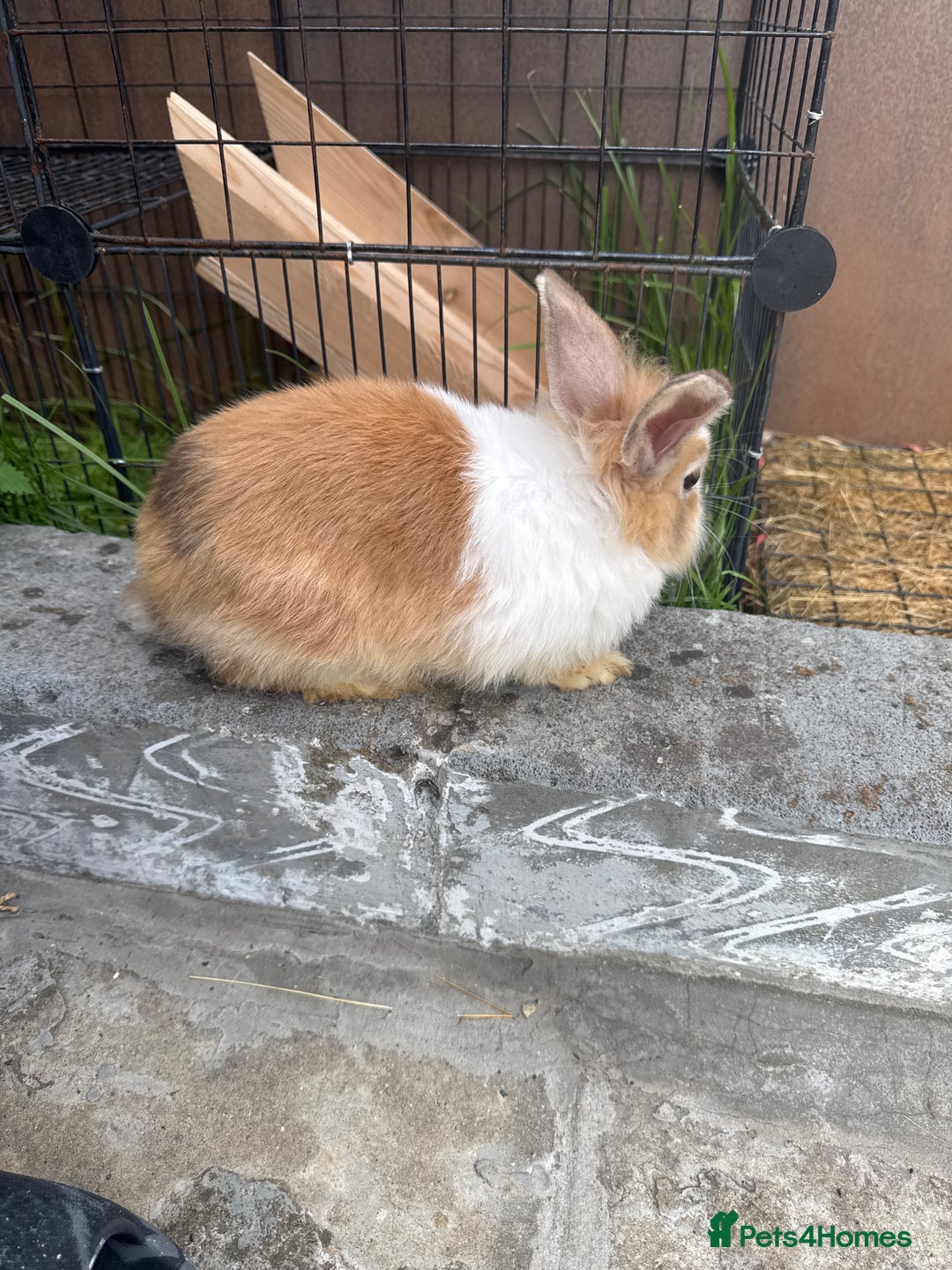 Lionhead rabbits for sale: Fluffy Lionhead Baby Bunnies – Raised with Love in London - Image 2