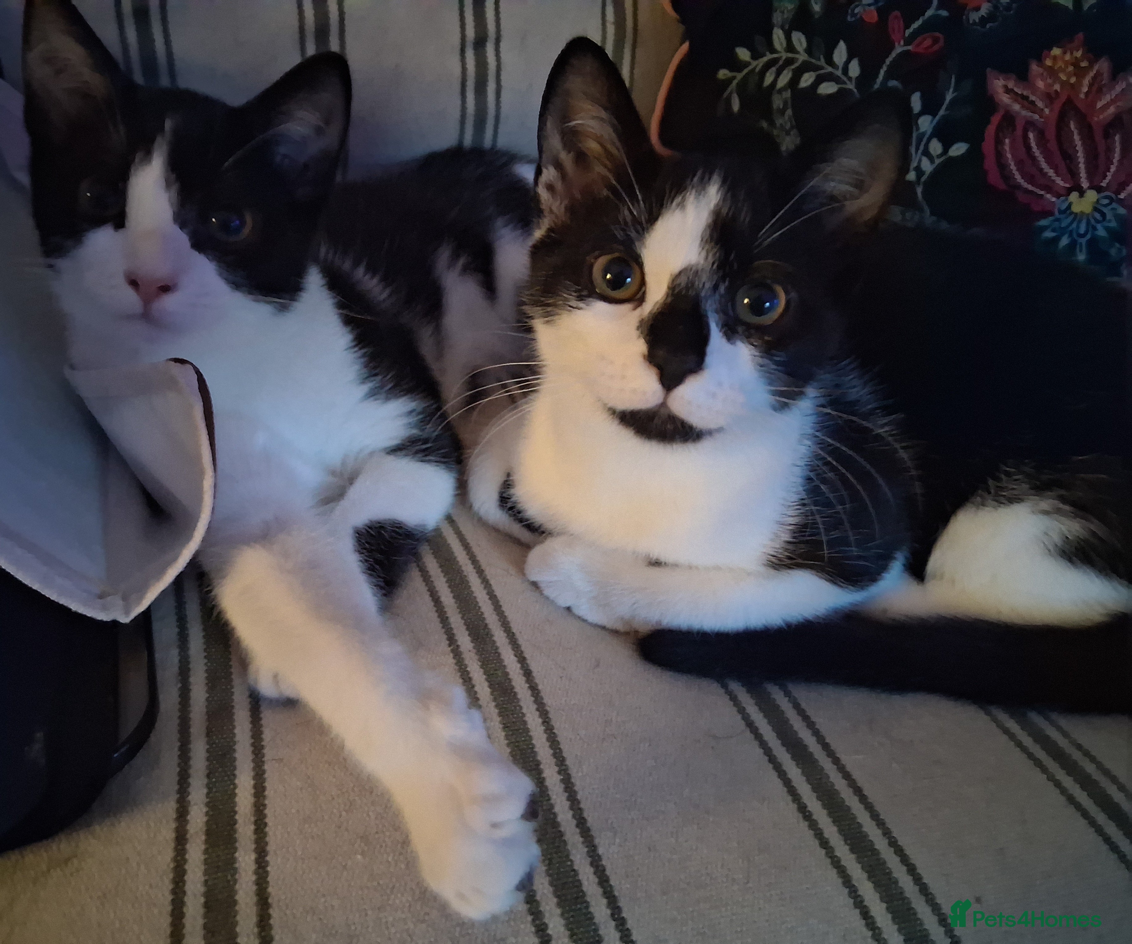 British Shorthair cats Two beautiful Tuxedo Males with glossy suits - Advert 2