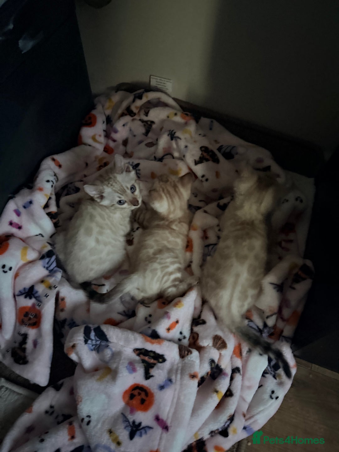 Bengal cats for sale: PURE BRED SNOW LYNX kittens 🐱 - Advert 5