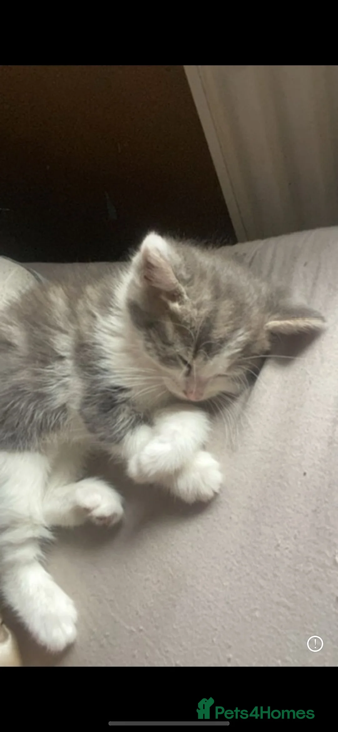 Mixed Breed cats for sale: Mixed breed kittens  - Advert 2