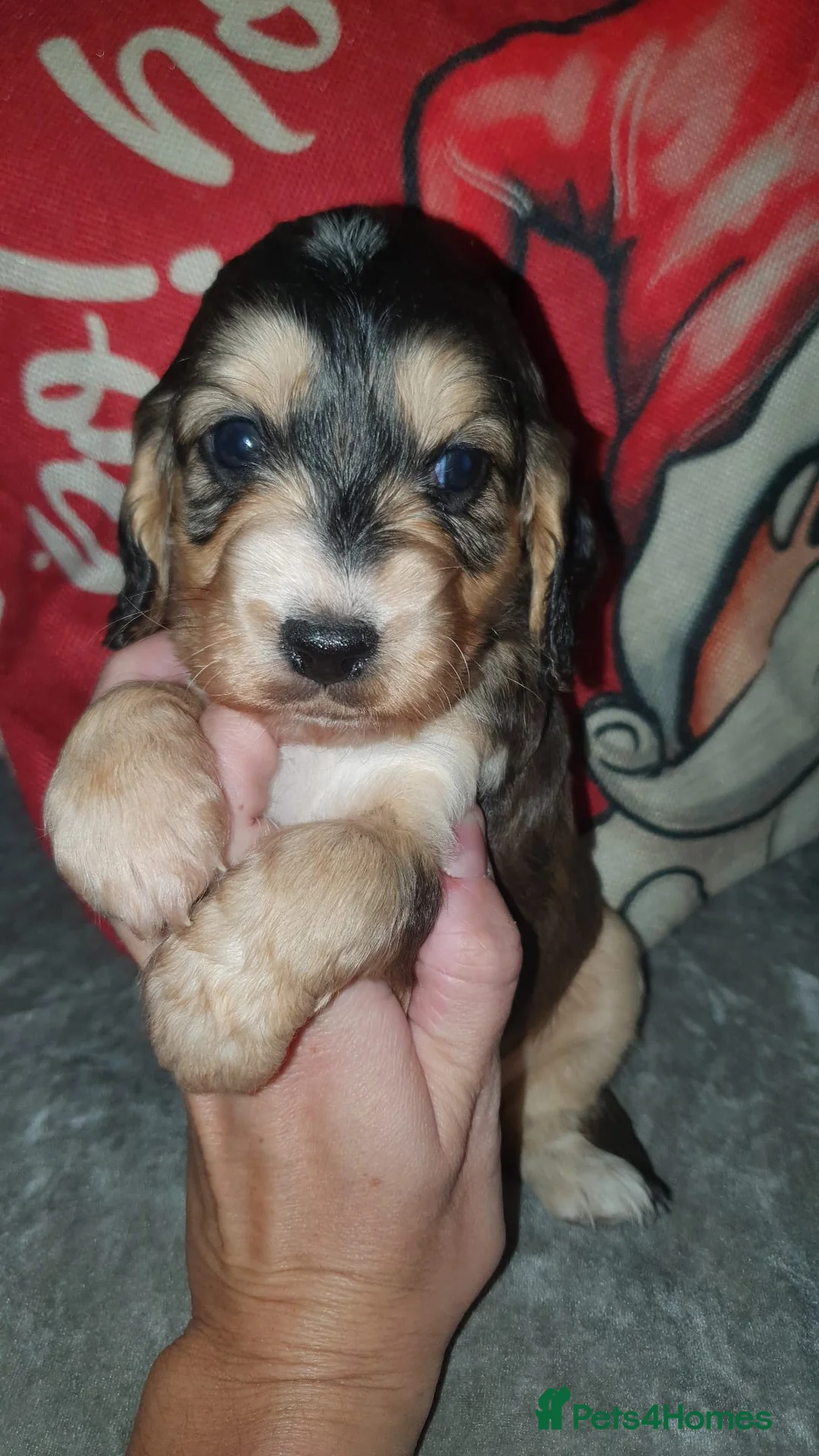 Cockapoo dogs for sale: Stunning cockapoo pups - Advert 10