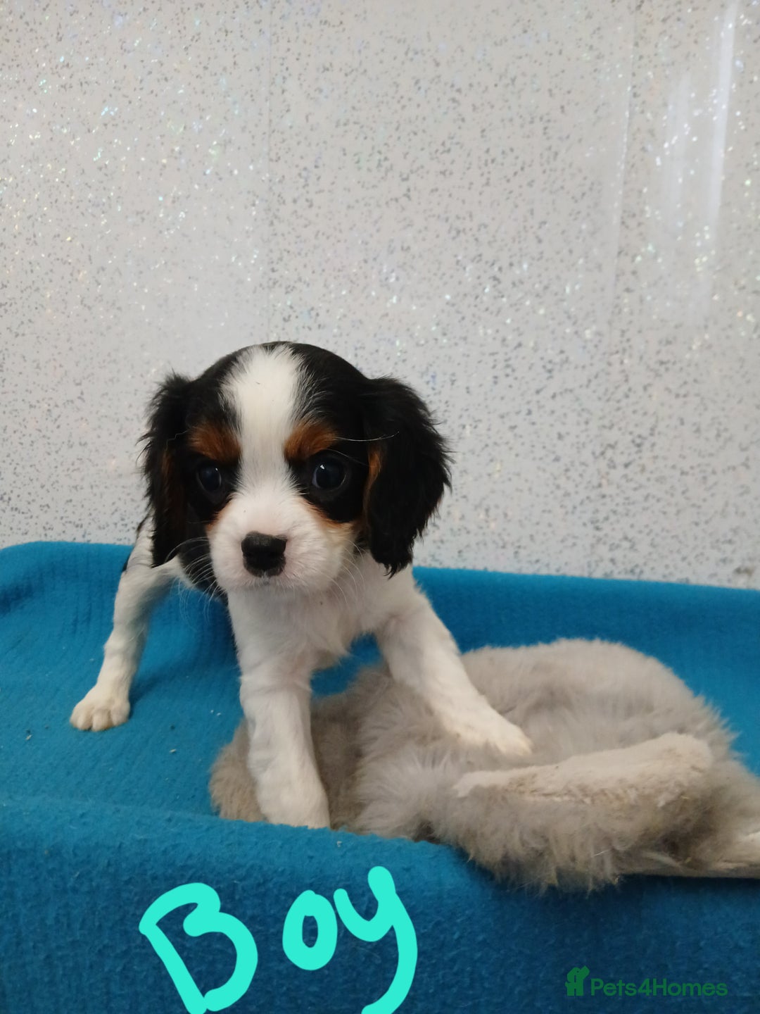 Cavalier King Charles Spaniel dogs for sale: READY NOW Gorgeous puppies - Advert 3