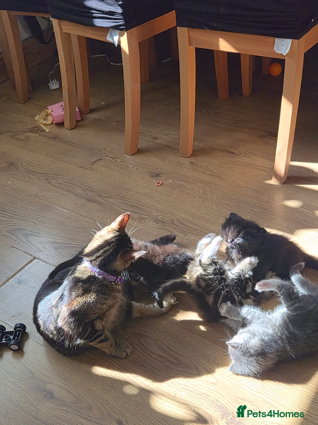 Mixed Breed cats for sale: Kitten  in Oldbury - Advert 2
