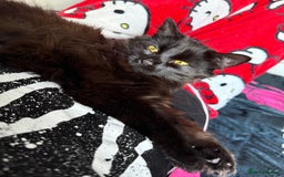 Mixed Breed cats for sale: pls read description!! - Image 1