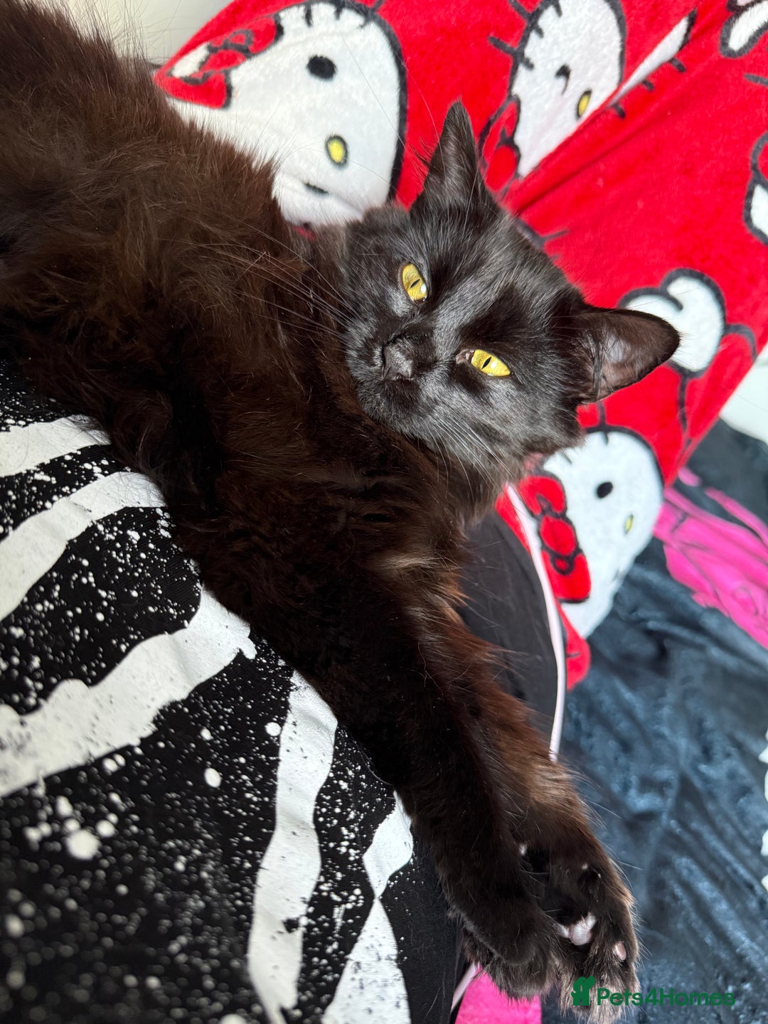 Mixed Breed cats for sale: pls read description!! - Image 1