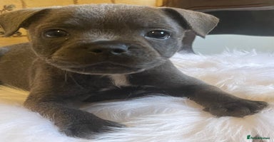 Staffordshire Bull Terrier dogs - Advert 2
