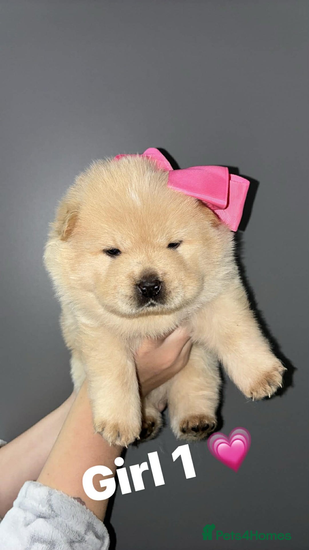 Chow Chow dogs for sale: Chow chow Puppies  - Advert 6