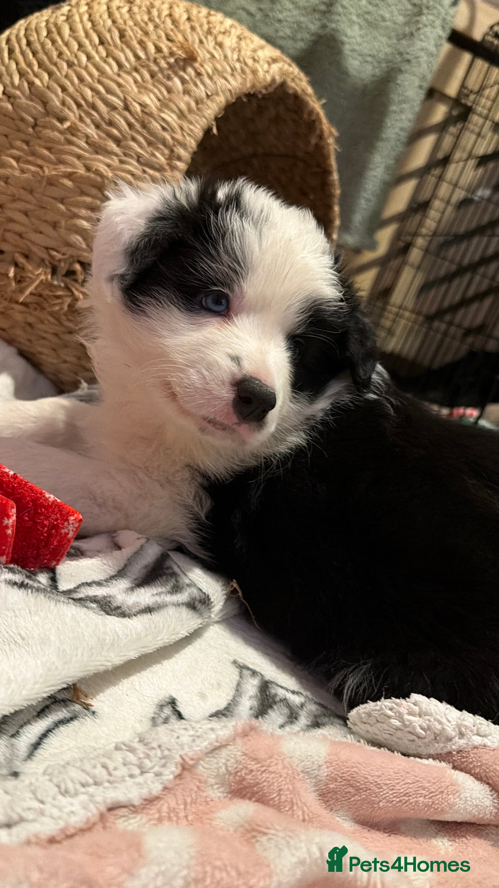 Border Collie dogs International champion show line, only 3 left - Advert 17