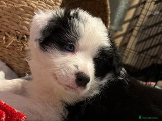 Border Collie dogs International champion show line, only 3 left - Advert 2