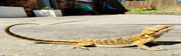 Bearded Dragon reptiles for sale: Beautiful female bearded dragon - Advert 5