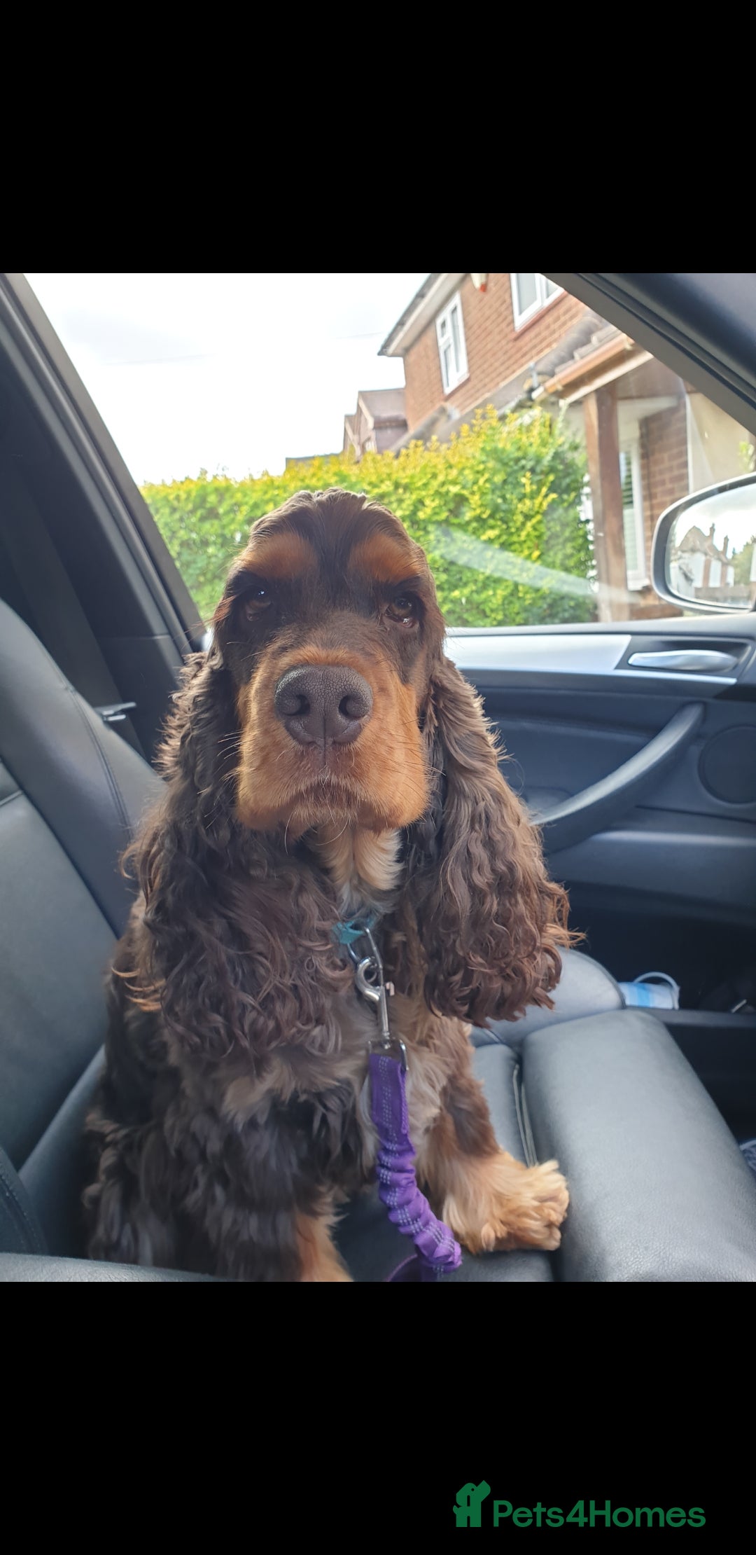Cocker Spaniel dogs for stud: SHOW COCKER SPANIEL 🐕 health tested stud  in Brentwood - Advert 13