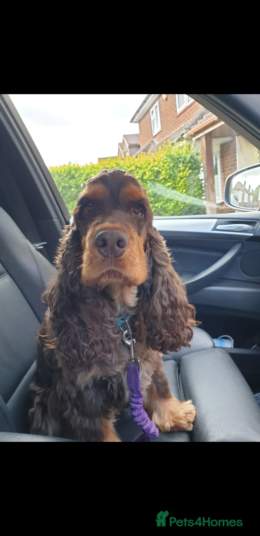 Cocker Spaniel dogs for stud: SHOW COCKER SPANIEL 🐕 health tested stud  in Brentwood - Advert 13