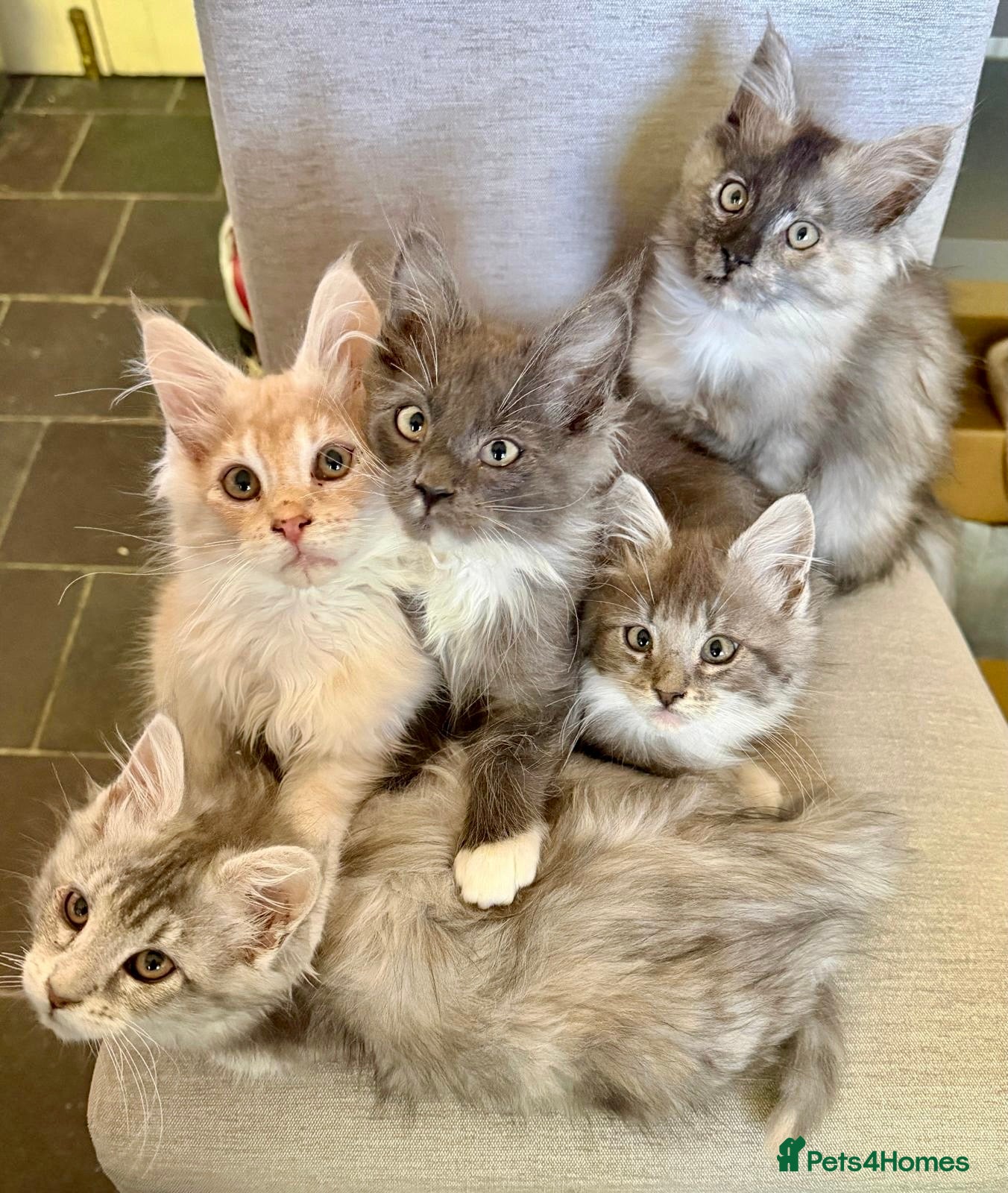 Maine Coon cats for sale: Maine Coon kittens - Advert 1