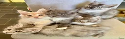 Maine Coon cats for sale: Maine Coon kittens - Advert 1