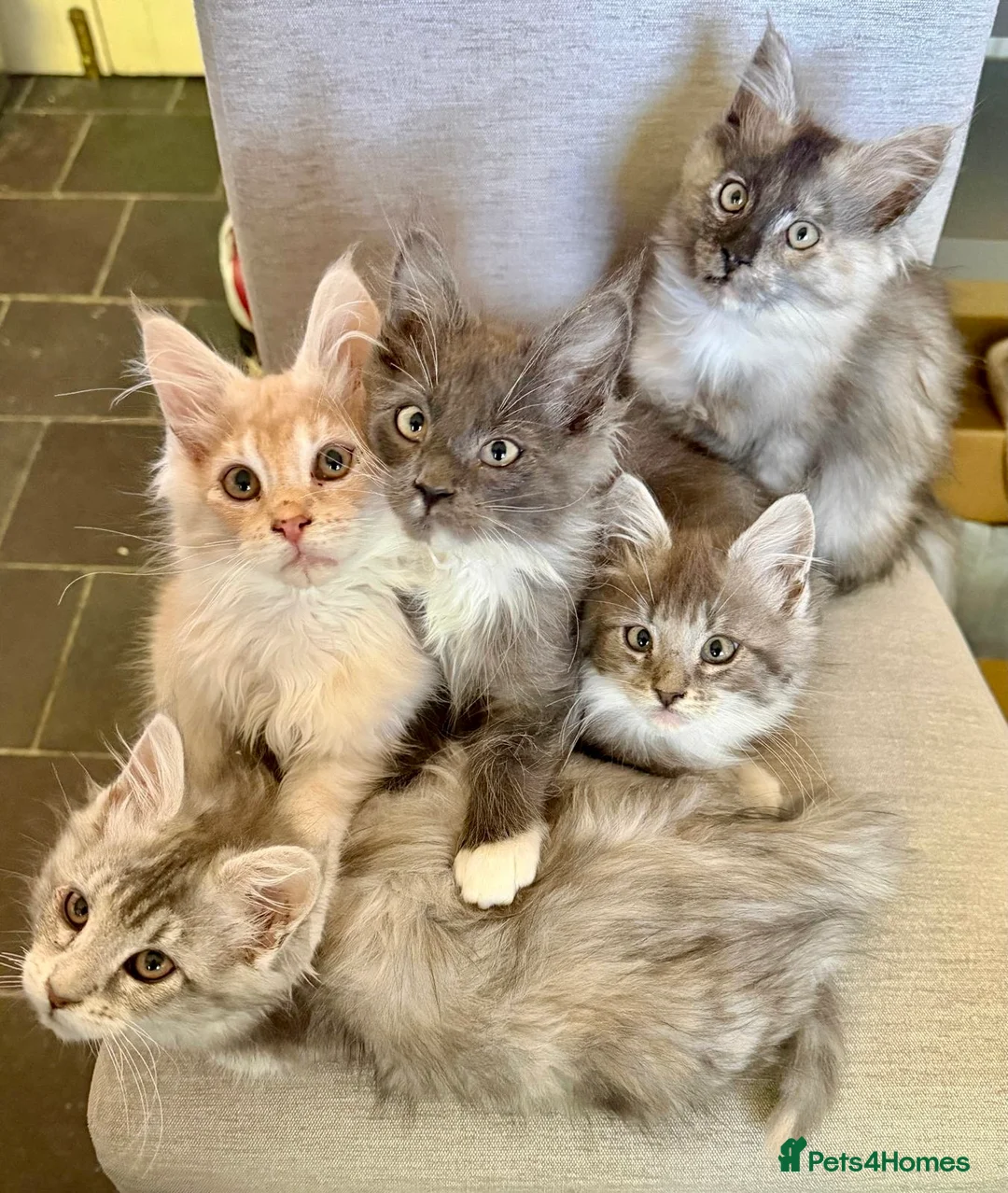 Maine Coon cats for sale: Maine Coon kittens - Advert 1