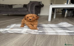 Toy Poodle dogs for sale: Deep red toy poodle KC reg  - Advert 4